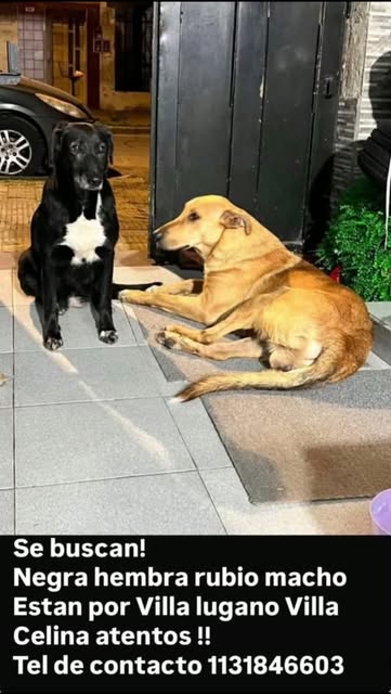 Mascotas en Veterinaria Eros